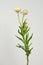 White helichrysum Straw flower bloomingÂ on white background